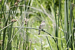 Female Long-tailed Widowbird Euplectes progne Perched on a Stalk