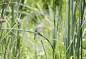 Female Long-tailed Widowbird Euplectes progne Perched on a Stalk