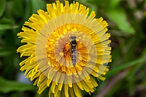 The female longfly Sphaerophoria scripta sits on a dandelion petal