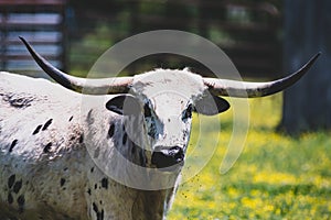 A female longhorn cattle closeup showing her strong look