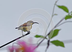 Female Loten's sunbird, long billed sunbird