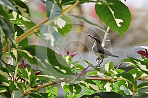 Female Loten`s sunbird, long billed sunbird