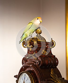 Female lovebirds perched on an old clock