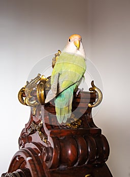 Female lovebirds perched on an old clock