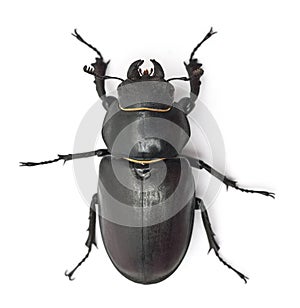 Female Lucanus cervus