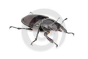 Female Lucanus cervus (stag beetle)