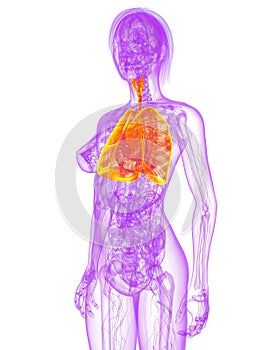 Female lung