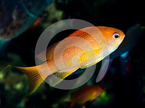 female luzon anthias fish