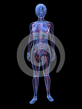 Female lymphatic system