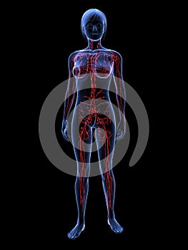 Female lymphatic system
