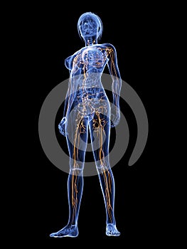 Female lymphatic system