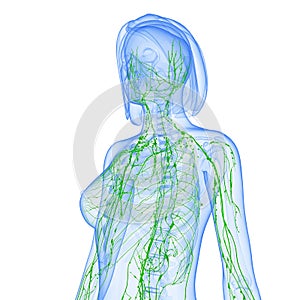 Female Lymphatic system