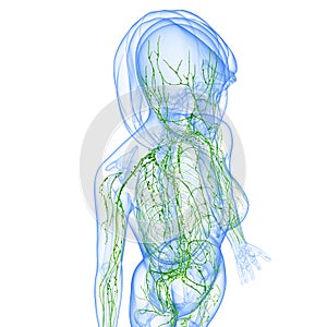 Female Lymphatic system