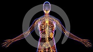 Female Lymphatic System