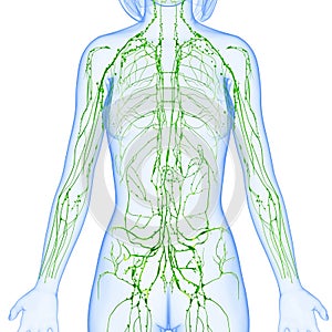 Una mujer linfático sistema de medio cuerpo 