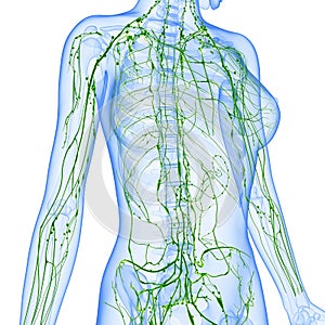 Una mujer linfático sistema de medio cuerpo 