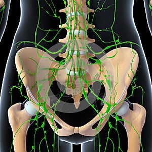 Female Lymphatic system x ray