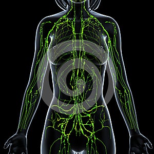 Female Lymphatic system x ray