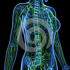 Female Lymphatic system x ray