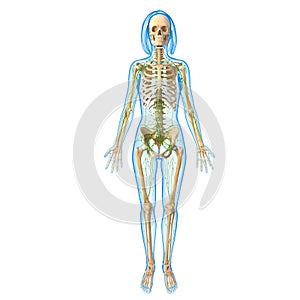 Female Lymphatic system with skeleton