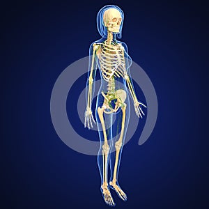 Female Lymphatic system with skeleton