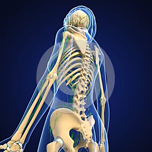 Female Lymphatic system with skeleton