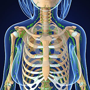 Female Lymphatic system x ray