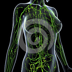 Female Lymphatic system x ray