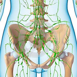 Female Lymphatic system x ray