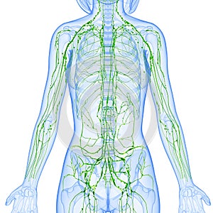 Female Lymphatic system x ray