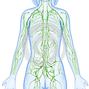 Female Lymphatic system x ray