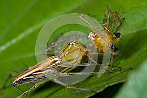 Female Lynx spider eating male lynx spider