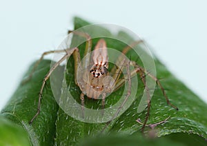 Female lynx spider on a leaf