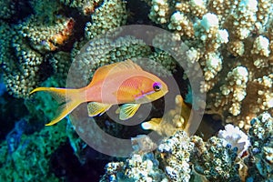 Female Lyretail anthias fish in Red sea - coral reef, closeup macro