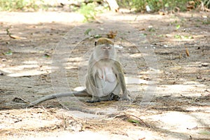 Female macaque monkey sitting lonly in the grass