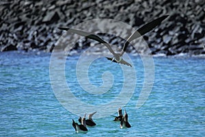 Female Magnificent Frigatebird  flying near Santa Fe Island, Galapagos National Park, Ecuador