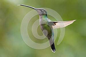 Female Magnificent Hummingbird in Costa Rica