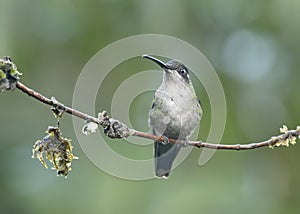 Female, Magnificent hummingbird Eugenes fulgens, Costa Rica