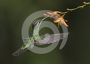 Female Magnificent or Rivoli`s hummingbird Eugenes fulgens, Costa Rica