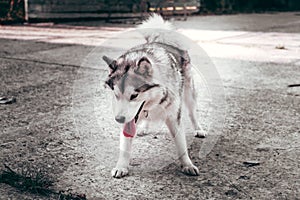 Female Malamute, a huge friendly Northern sled dog breed. Grey fluffy Alaskan Malamute stands and rests in the Park on the paved