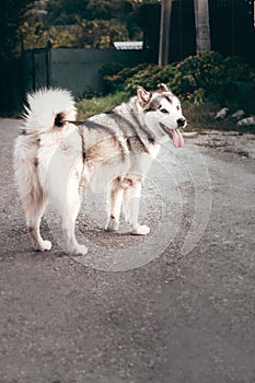 Female Malamute, a huge friendly Northern sled dog breed. Grey fluffy Alaskan Malamute stands and rests in the Park on the paved