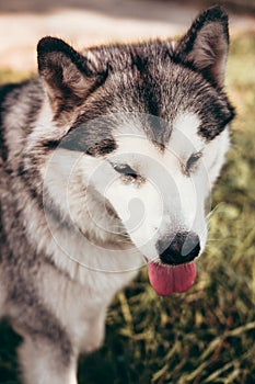 Female Malamute on a walk. Grey fluffy Alaskan Malamute walks in the Park on the green grass. Beautiful huge friendly dog breed