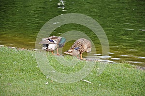 Female and male brown mallard duck.