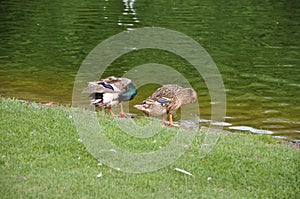 Female and male brown mallard duck.