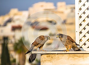 Female and male common kestrel Falco tinnunculus