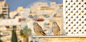 Female and male common kestrel Falco tinnunculus