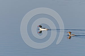 Female and Male Common Merganser