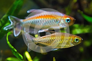 Female and male of Congo tetra, Phenacogrammus interruptus, endemic of African Congo river basin