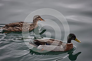 Female and male ducks on water surface