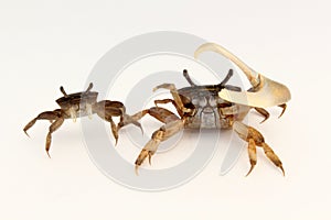 Female and male fiddler crabs (Uca minax)